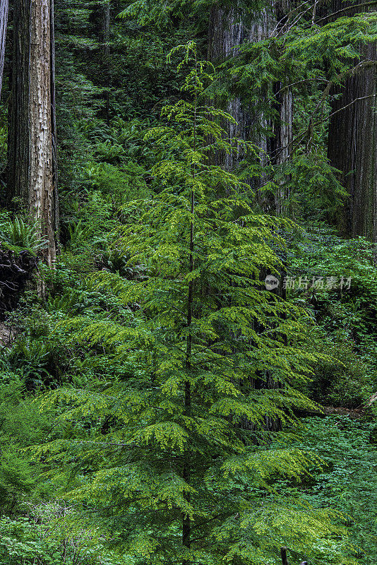 Tsuga heterophylla，西方铁杉，是原产于北美西海岸的铁杉的一种，其西北界限在阿拉斯加的基奈半岛，东南界限在加利福尼亚州的索诺马县北部。西部铁杉形式